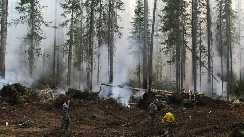 Лесные пожары охватили регионы: сильная жара вызвала уже более 100 возгораний