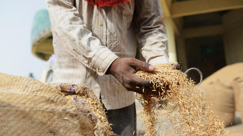 Власти Индии начали регулярную раздачу зерна, чтобы победить голод