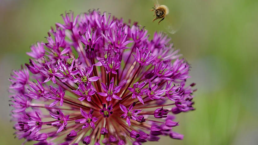 Пчелы используют электричество, чтобы находить лучшие цветы