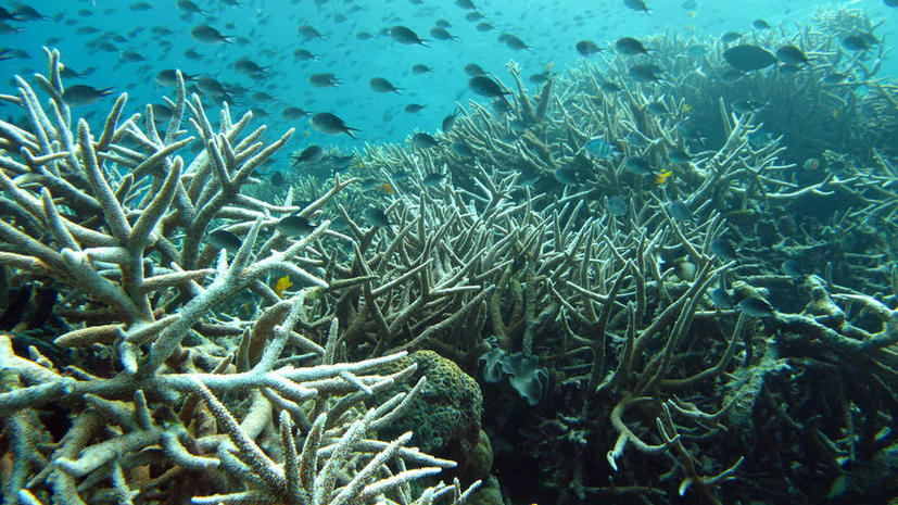 На Карибских островах исчезло 80% коралловых рифов