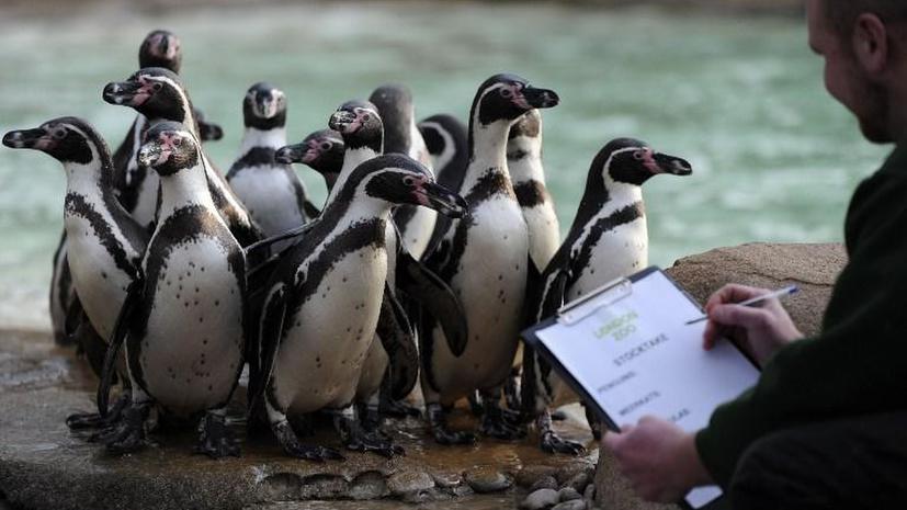 Перуанским пингвинам грозит полное уничтожение