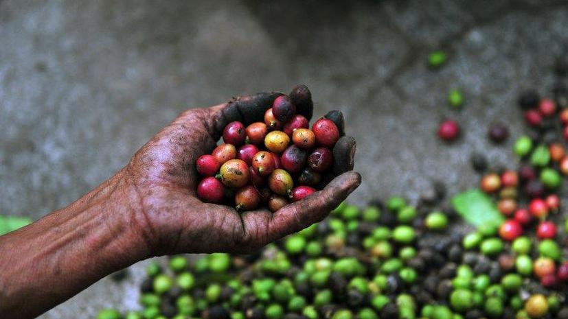 Кофейная ржавчина разрушает экологию и экономику Гватемалы