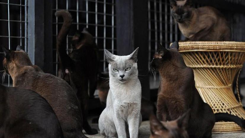 Туристов во Франции предупреждают об опасности нападения диких кошек