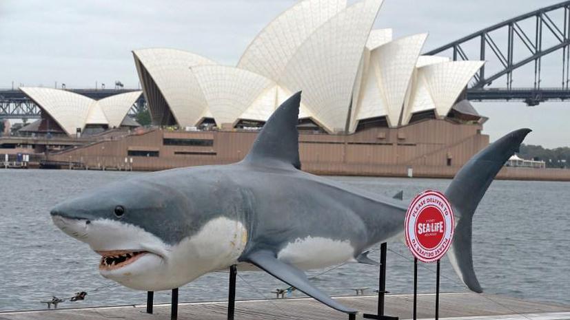 Австралийские чиновники поссорились из-за акул-убийц