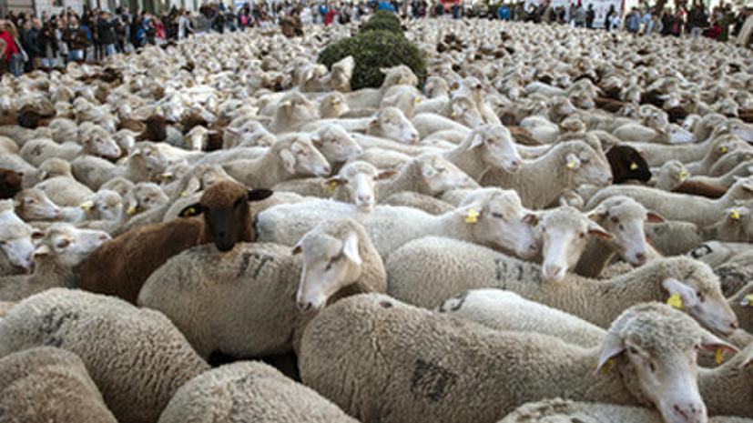 Пастухи провели через центр Мадрида более 2 тыс овец, отдав дань древней традиции