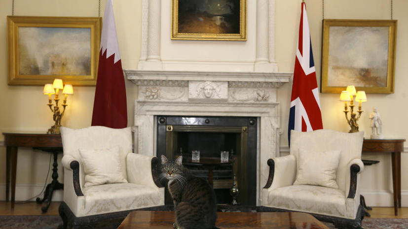 Кошка 007: британские СМИ подозревают питомца министра финансов в шпионаже