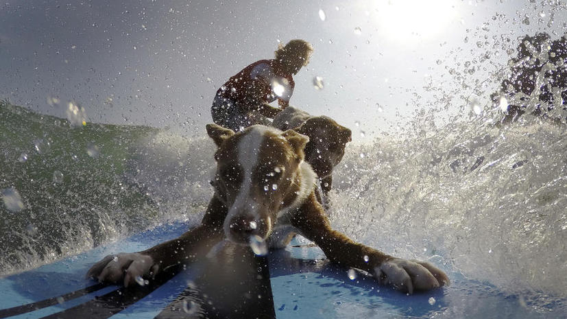 Австралийский сёрфингист и дрессировщик собак покоряет океан вместе с питомцами