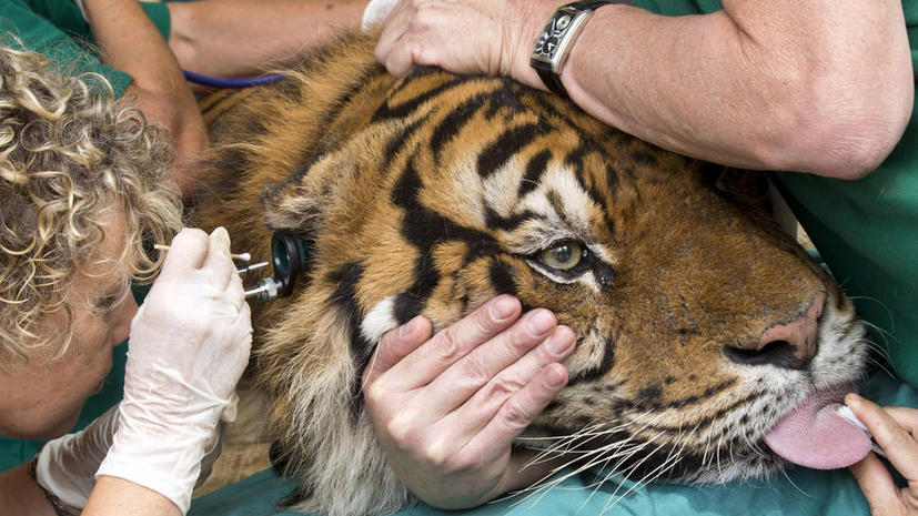 В зоопарке Израиля тигра лечат с помощью иглоукалывания