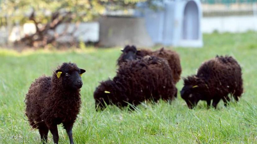 Париж нашел бесплатных газонокосильщиков – это овцы
