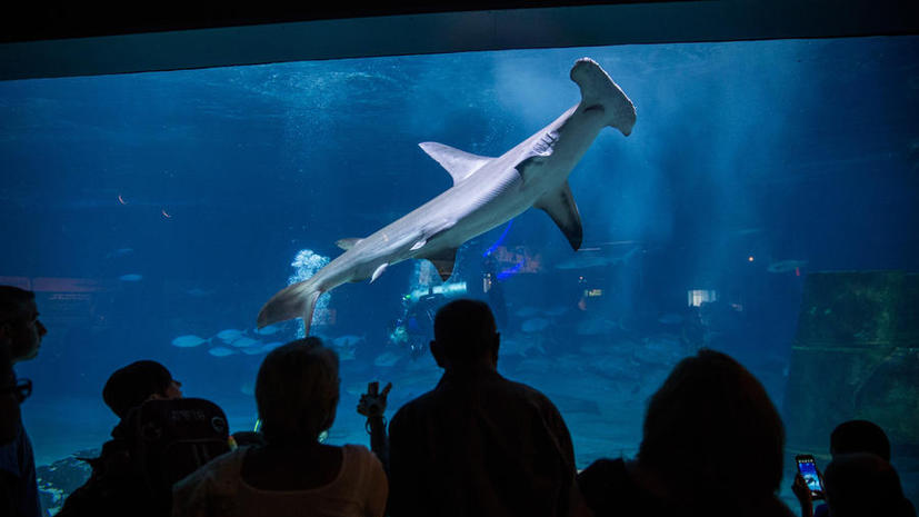 В Индии запретили охотиться на акул ради плавников