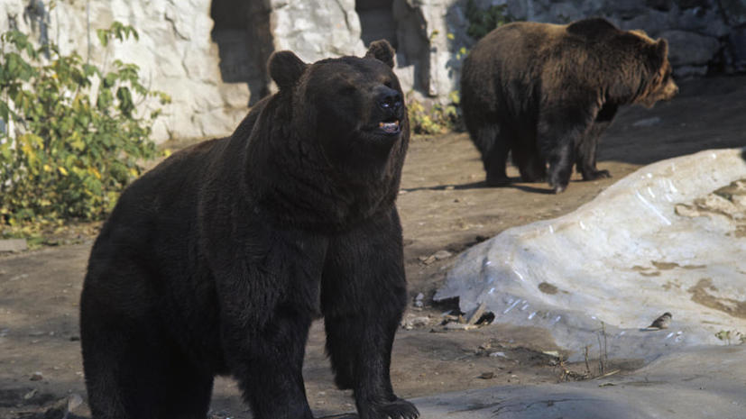 Бурые медведи спасут от вымирания своих белых сородичей благодаря суррогатному материнству