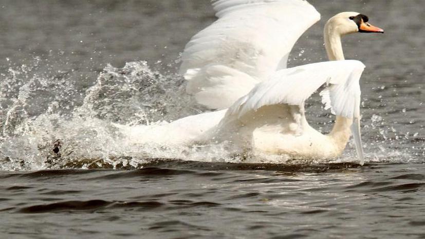 Власти Нью-Йорка собираются уничтожить белых лебедей