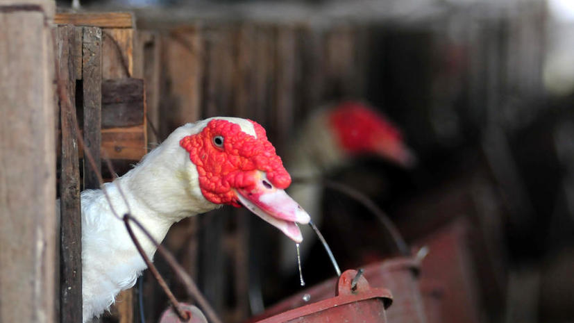 Птичий грипп разоряет китайский бизнес