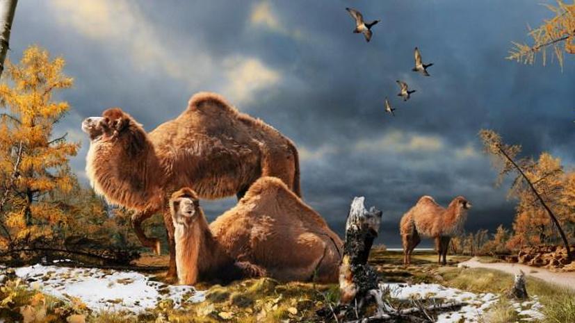 Останки древнего верблюда обнаружены в канадской Арктике