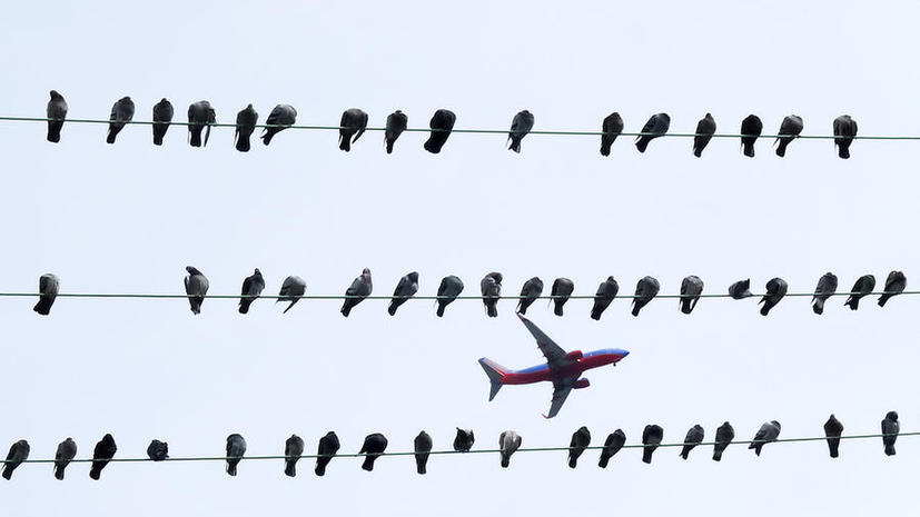 Пассажиры не получат компенсаций за рейсы, отменённые из-за птиц