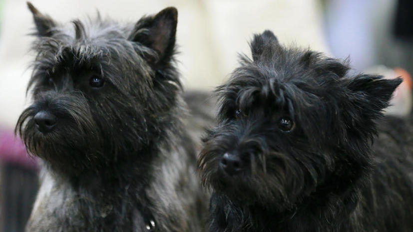 Депутаты Госдумы предлагают штрафовать россиян за небрежное отношение к собакам и кошкам