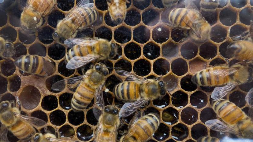 Табачный вирус стал причиной массового мора пчёл в США