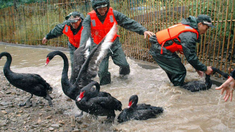 Из пражского зоопарка срочно эвакуируют животных из-за наводнения