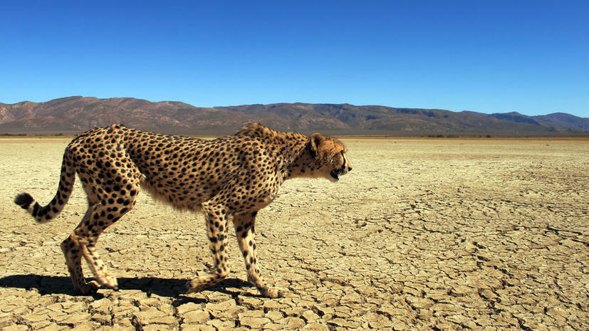 К 2030 году гепарды могут исчезнуть с лица земли