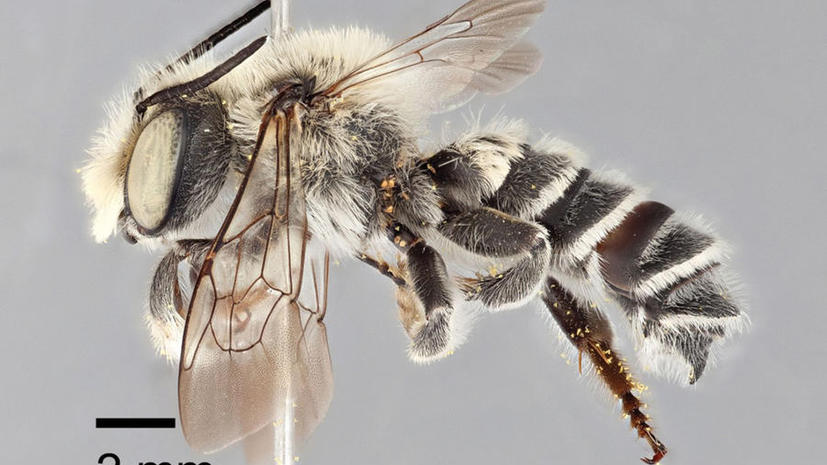 В Техасе обнаружили пчелу-гурмана Мегахилида Хомского
