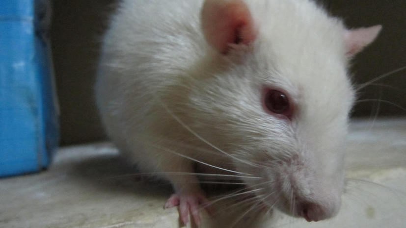 Ученым удалось вживить человеческие клетки в сердце мыши