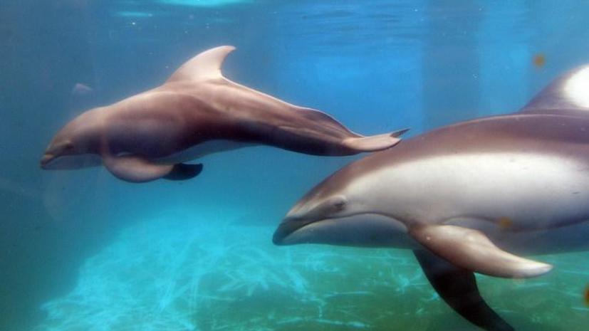 Дельфины запоминают имена своих собратьев
