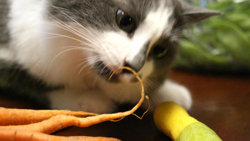 Вегетарианцы из Австралии чуть не убили своего котёнка овощной диетой
