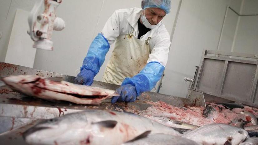 Экологи США призывают торговые сети к бойкоту генно-модифицированной рыбы