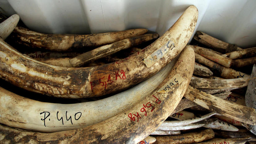 Во Вьетнаме конфисковали 2 тонны слоновой кости