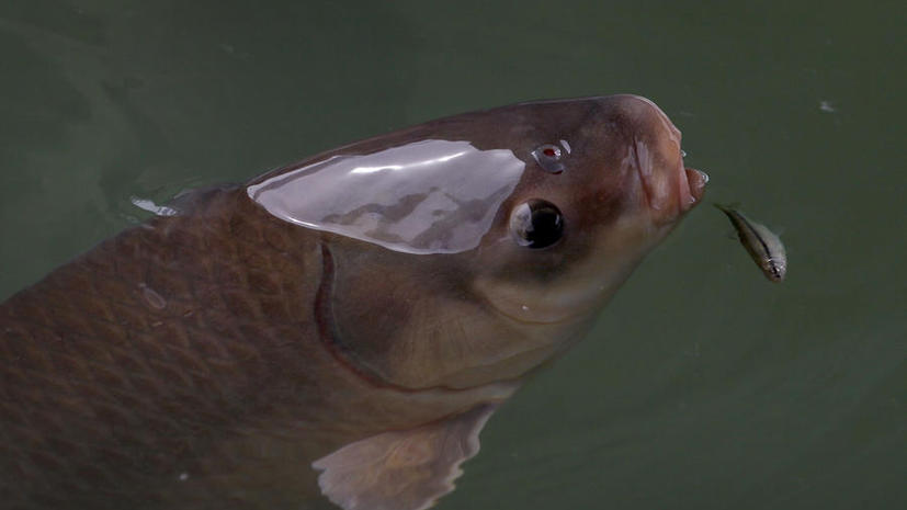 Азиатские карпы угрожают Великим озёрам США: власти позвали армию на эковойну против рыб