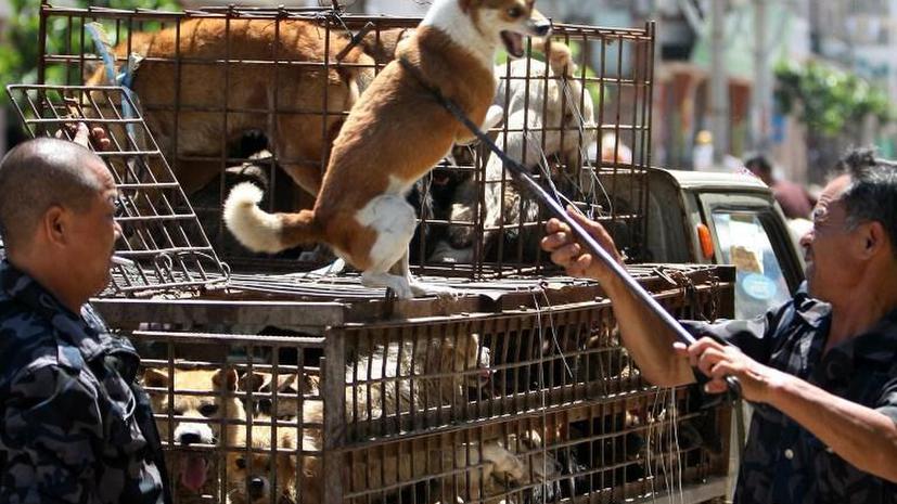 Азиатские контрабандисты жестоко пытают собак для улучшения вкуса мяса
