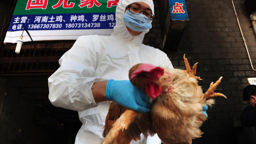 Возвращение птичьего гриппа: в Китае заразились уже 24 человека