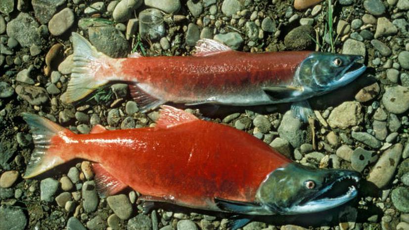 Генномодифицированный лосось безопасен для здоровья - эксперты