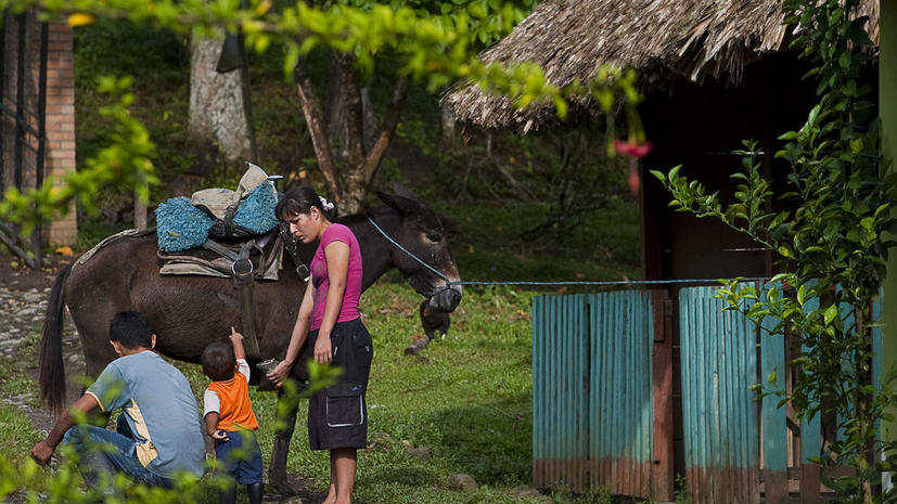 Колумбийское правительство меняет ослов на лошадиные силы