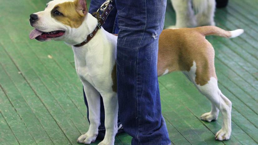 ​СМИ: Хозяев собак опасных пород обяжут дрессировать своих питомцев