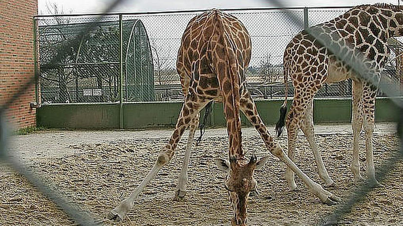 Руководство датского зоопарка не будет убивать жирафа Мариуса