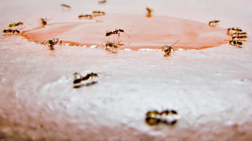 Нашествие «сумасшедших» муравьев в США: они портят электроприборы и их не берут химикаты