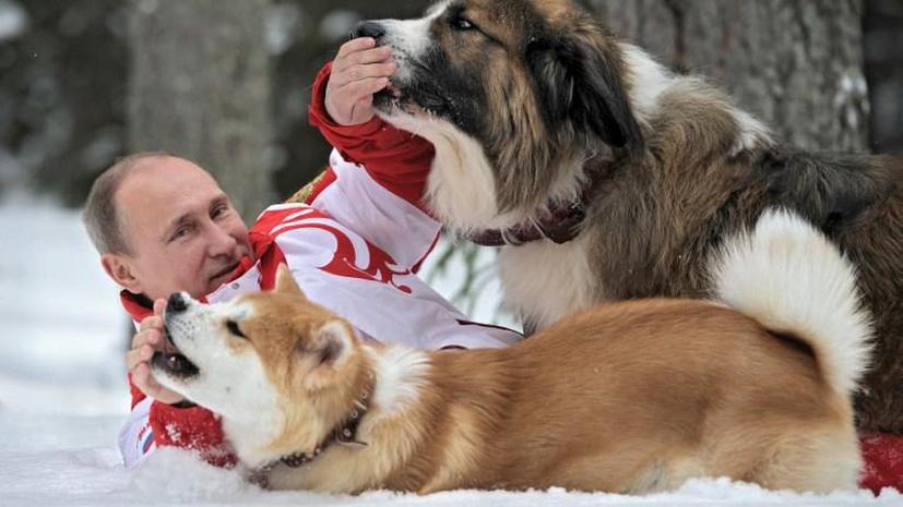 Японский губернатор рад, что Путин ухаживает за подаренным щенком