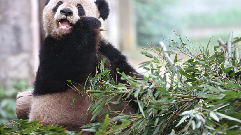 Азиатские СМИ на 1 апреля сообщили о предстоящей эвтаназии для панды из зоопарка