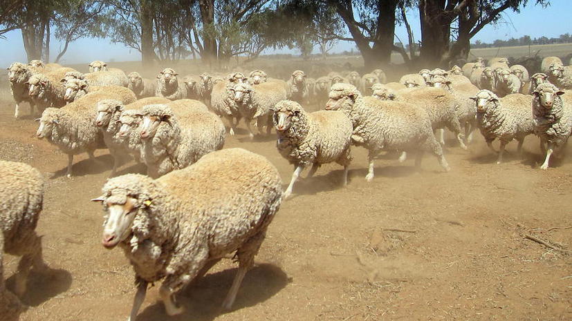 В Австралии ядовитое растение стало причиной массового суицида овец