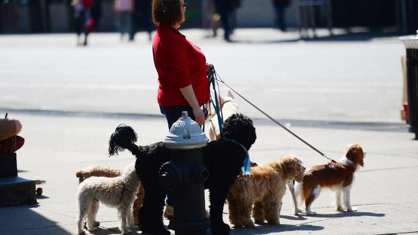 В Петербурге могут ввести налог на собак