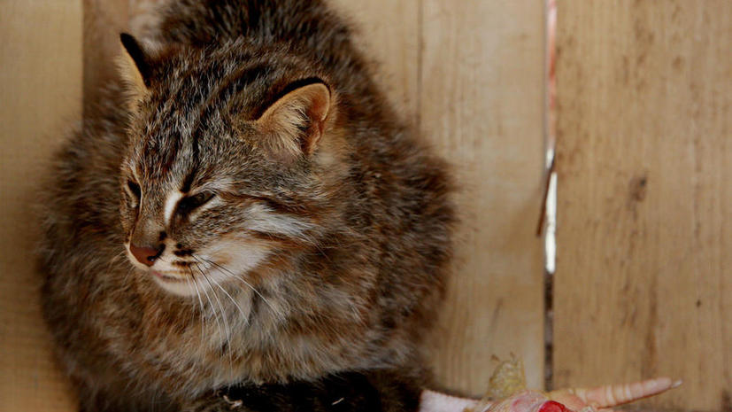 Румынский вор испугался домашнего кота и вызвал полицию
