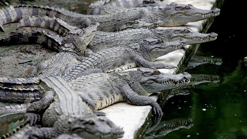 Тысячи крокодилов сбежали с фермы в Южной Африке