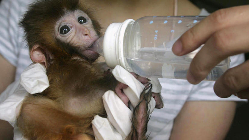 Учёные впервые искусственно изменили гены обезьян