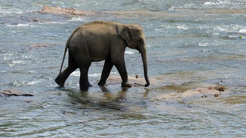 В Таиланде отряд «слонов-спасателей» помог туристам выбраться из джунглей