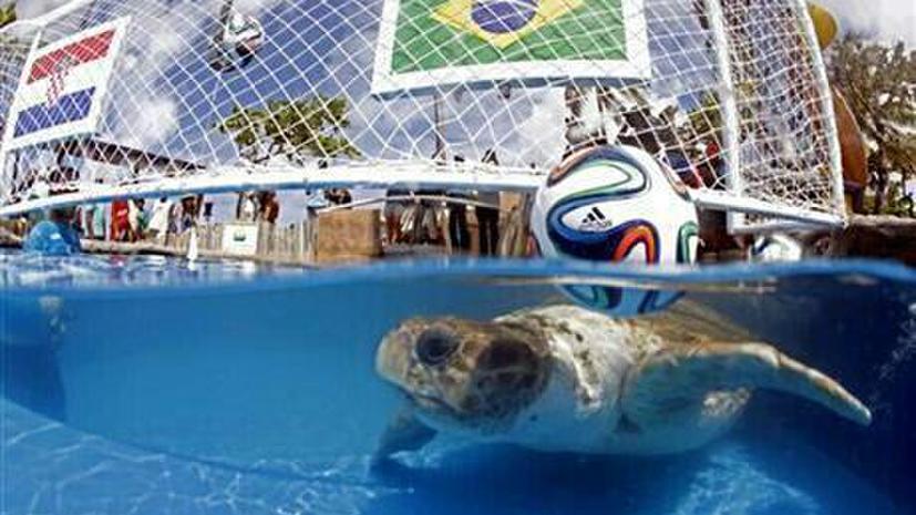 ЧМ 2014: бразильская черепаха предсказала своей сборной победу над хорватами в матче открытия