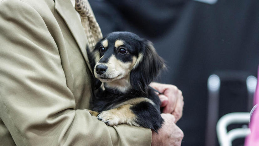 Обанкротившийся Детройт впервые за столетие отменил знаменитую выставку собак