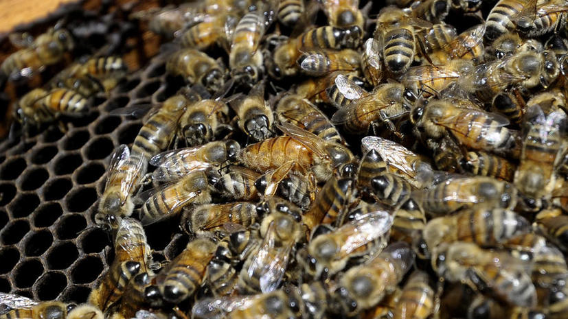 Исследование: Пестициды снижают трудоспособность пчёл и вынуждают улей голодать