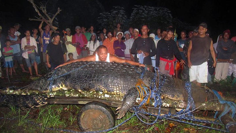 Самый большой в мире крокодил убит нейлоновым шнуром
