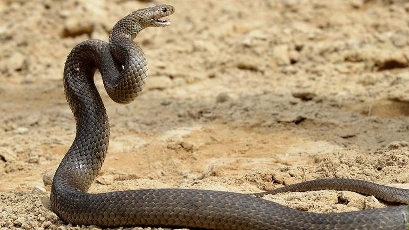 МИД Британии потратил 10 тысяч фунтов на реставрацию чучела змеи